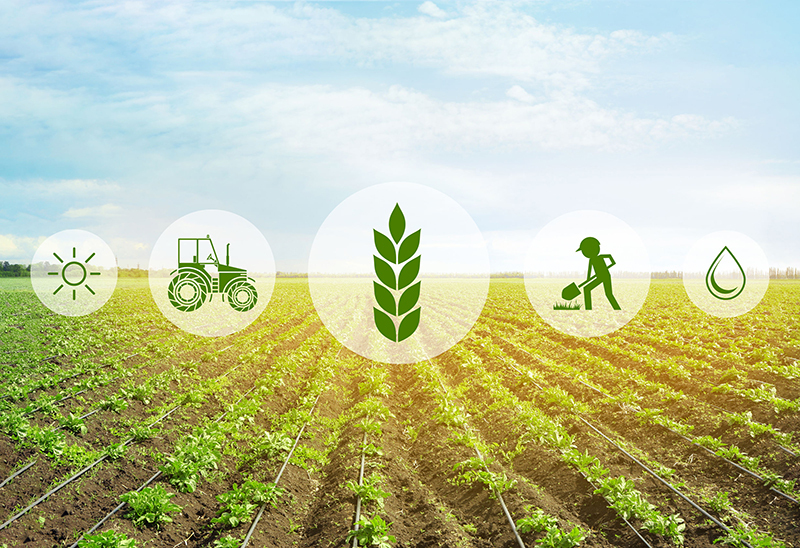 ۸۷ درصد از کسب‌وکارهای کشاورزی آمریکا به هوش مصنوعی مجهز هستند