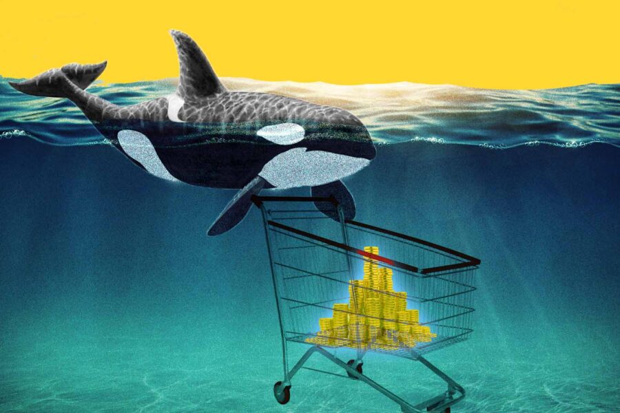 نهنگ های ارز دیجیتال در سال ۲۰۲۳ کدام ارزها را خریداری میکنند؟